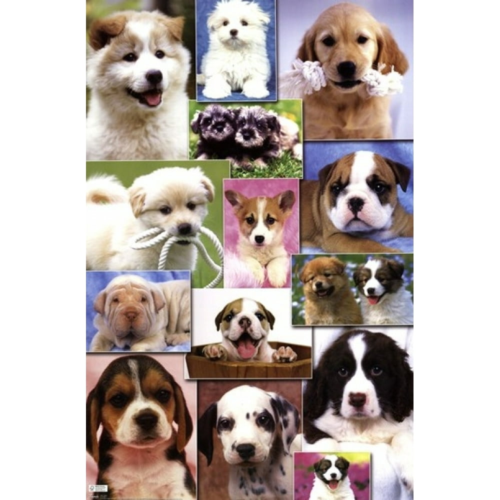 Puppies 2 Poster Print (24 x 36) - Walmart.com - Walmart.com