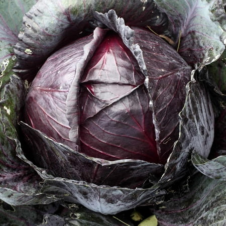 Organic Red Acre Cabbage Garden Seeds - 5 Lb - Heirloom Non-GMO Vegetable Gardening Seed - Cabbage Micro Green Seed