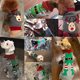 thumbnail image 5 of Ropa de moda para perros, suéter de punto con ciervos navideños, traje para chihuahua y bichón, abrigo para cachorros, chaqueta cálida para otoño e invierno, ropa para mascotas, 5 of 5