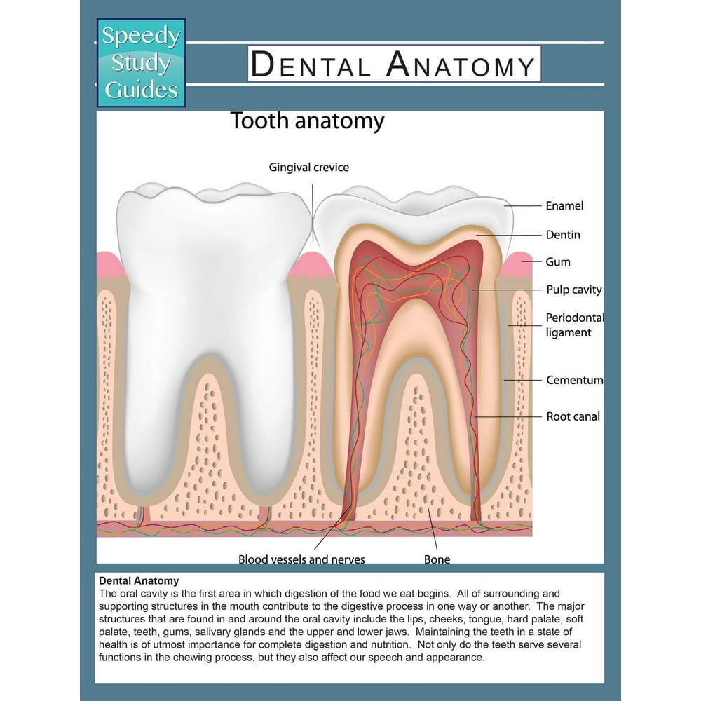Dental Anatomy (Speedy Study Guide) (Paperback)