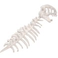 thumbnail image 3 of Disfraz de esqueleto de dinosaurio 3D para Halloween, ideal para carnavales y fiestas de disfraces. Blanco 100 cm, 3 of 9