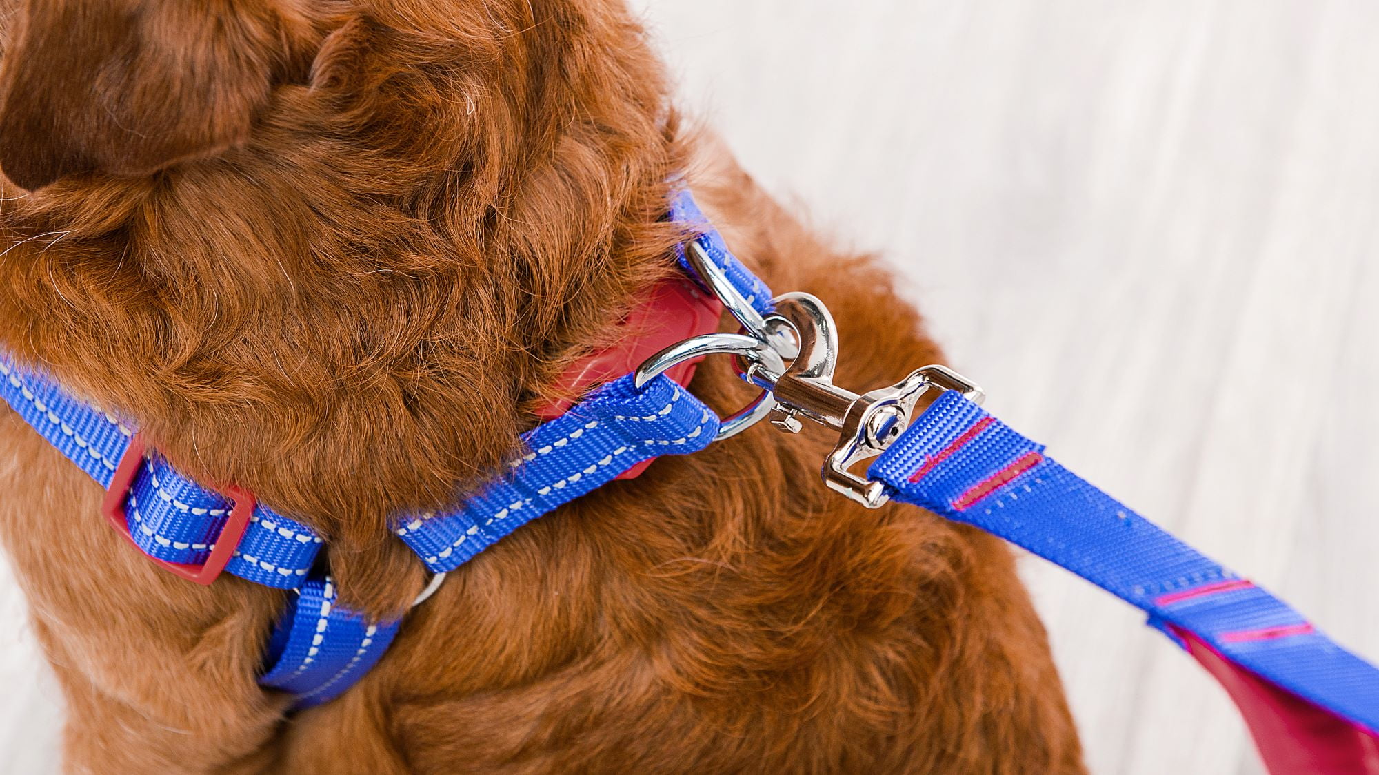 (2 pack) The Dodo: Adjustable Blue Mesh Harness - Small