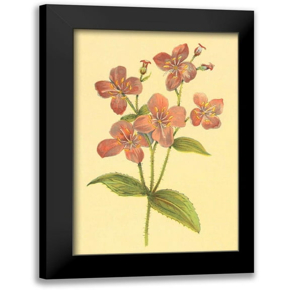 PI Collection 11x14 Black Modern Framed Museum Art Print Titled - Deer Grass and Meadow Beauty