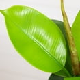 thumbnail image 2 of Nearly Natural 20in. Artificial Fiddle Leaf Fig Plant, 2 of 8