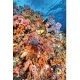 thumbnail image 2 of Shimlock, Jones 13x18 Gold Ornate Wood Framed with Double Matting Museum Art Print Titled - Indonesia, Papua Vibrant coral Reef Scenic, 2 of 4