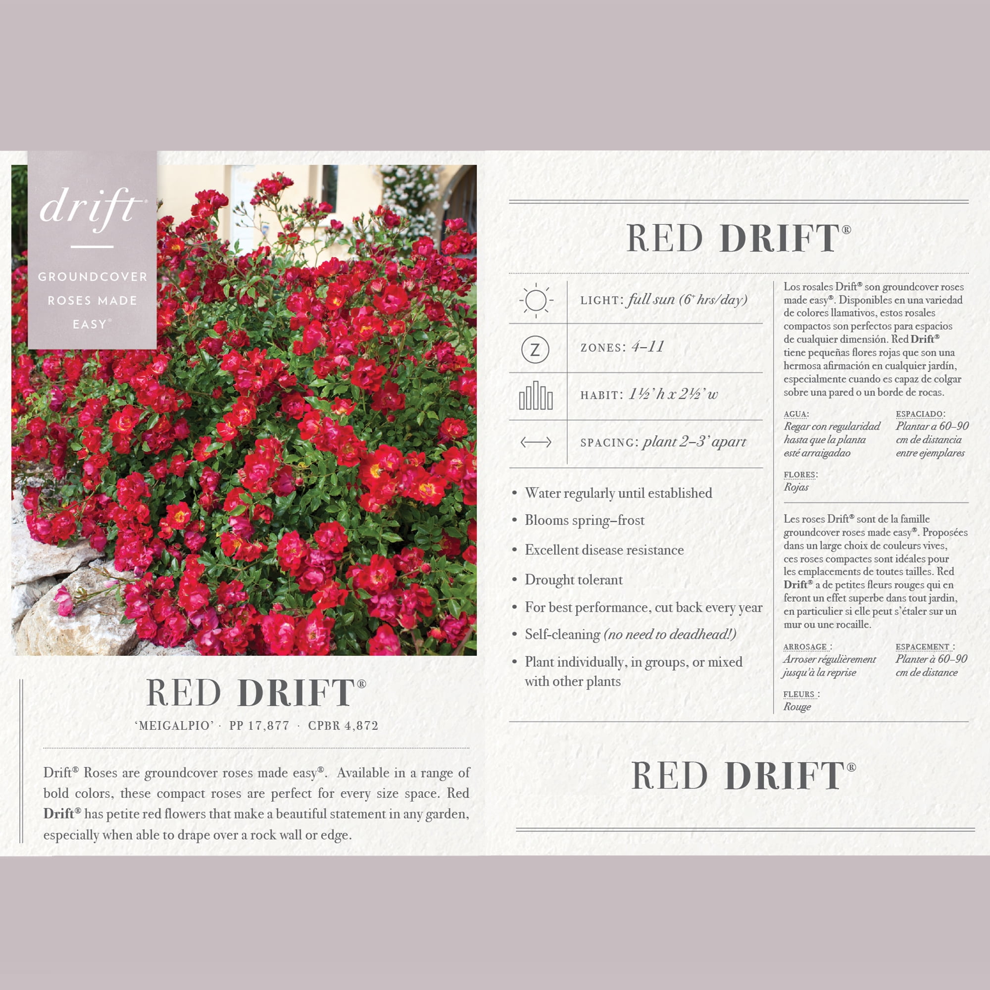 Drift Red Rose Live Shrub (2 Gallon)