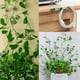 thumbnail image 5 of 160 Piezas Clips de Fijación de Pared para Plantas Trepadoras Fijador de Plantas, Vides, Jardín, Hoja Verde, Clips de Pared para Plantas, Soporte de Vides para Decoración de Pared, 5 of 5