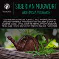 thumbnail image 2 of Siberian Mugwort Artemisia Vulgaris - Premium Natural Herbal Blend for Tea, 2 of 7