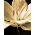 thumbnail image 2 of Cinzia Ryan 26x32 Gallery Wrapped Canvas Wall Art Titled - Radiance III, 2 of 4