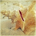 thumbnail image 2 of Saghini, Lisa Hill 20x20 Black Ornate Wood Framed with Double Matting Museum Art Print Titled - Conch, 2 of 4
