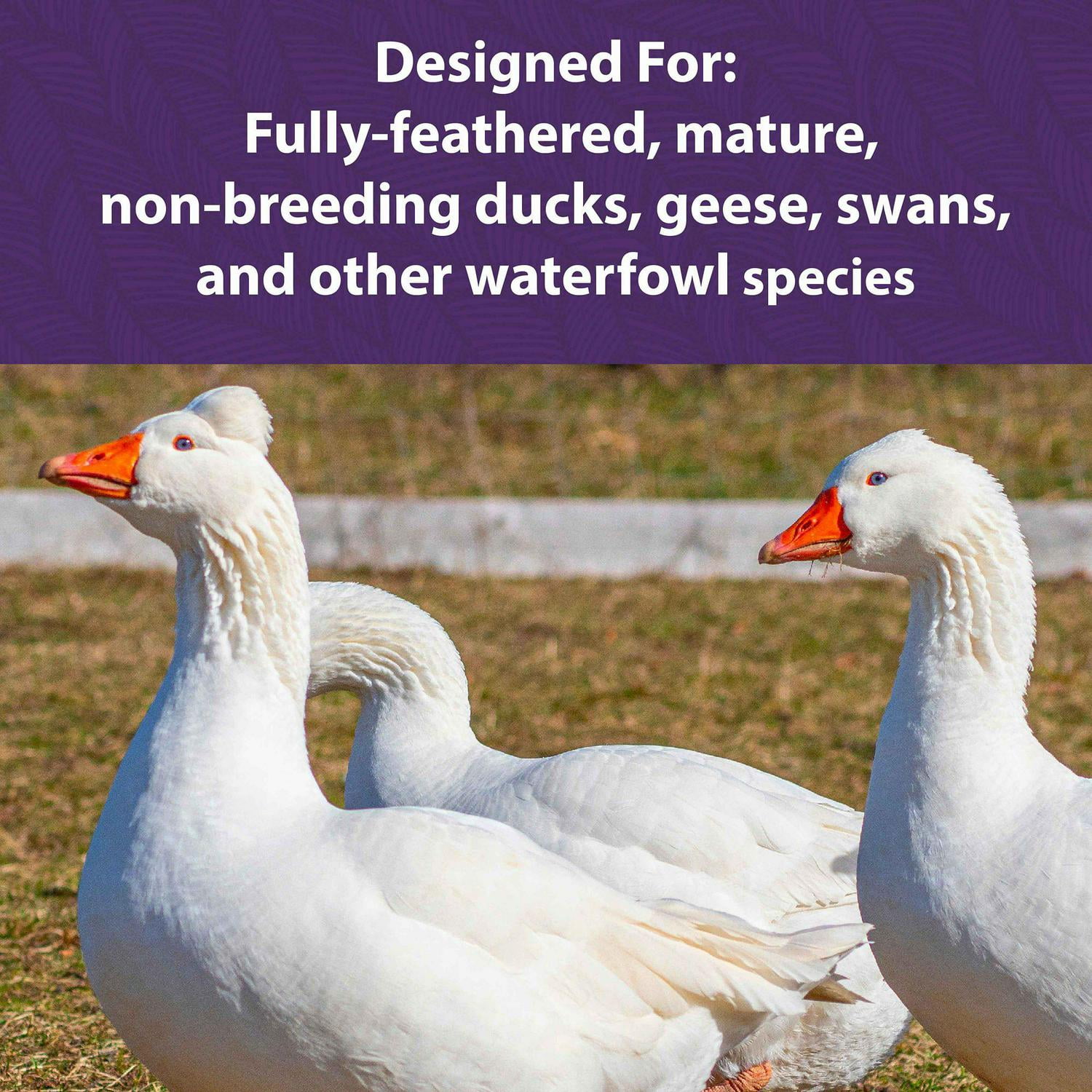 Mazuri Waterfowl Maintenance Duck and Geese Food, 50 lb. Bag