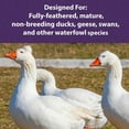 thumbnail image 5 of Mazuri Waterfowl Maintenance Duck and Geese Food, 50 lb. Bag, 5 of 7