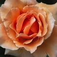 thumbnail image 2 of Poinski, Dianne 12x12 Gold Ornate Wood Framed with Double Matting Museum Art Print Titled - Rose 1, 2 of 4