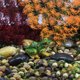 thumbnail image 4 of Micro paisaje artesanía rana estatua jardín coche decoración flor carnosa ornamento Tmvgtek Oficina Multiescena Multifunción, 4 of 9