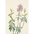 thumbnail image 2 of Mary Vaux Walcott 14x18 Gold Ornate Wood Frame and Double Matted Museum Art Print Titled - Bog Kalmia. Polifolia Kalmia (1925), 2 of 4