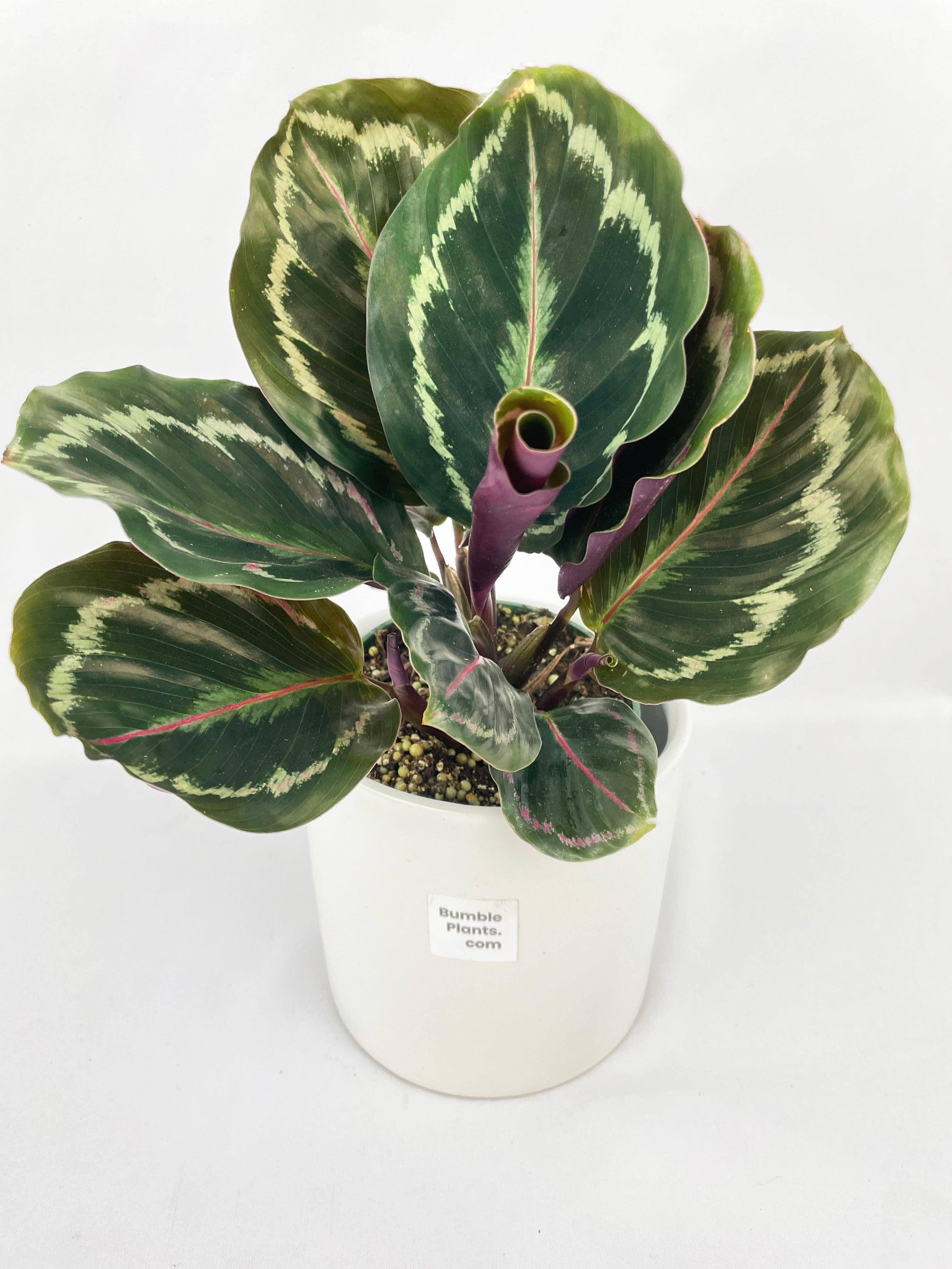 Calathea Medallion - Live Air-Purifying Indoor Plant in Nursery Pot – Easy Care, Low Maintenance Houseplant for Home & Office Decor, Natural Air Cleaner, Best for Beginners (4"Pot, NurseryPot)