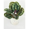 thumbnail image 3 of Calathea Medallion - Live Air-Purifying Indoor Plant in Nursery Pot – Easy Care, Low Maintenance Houseplant for Home & Office Decor, Natural Air Cleaner, Best for Beginners (4"Pot, BlackCylinder), 3 of 9