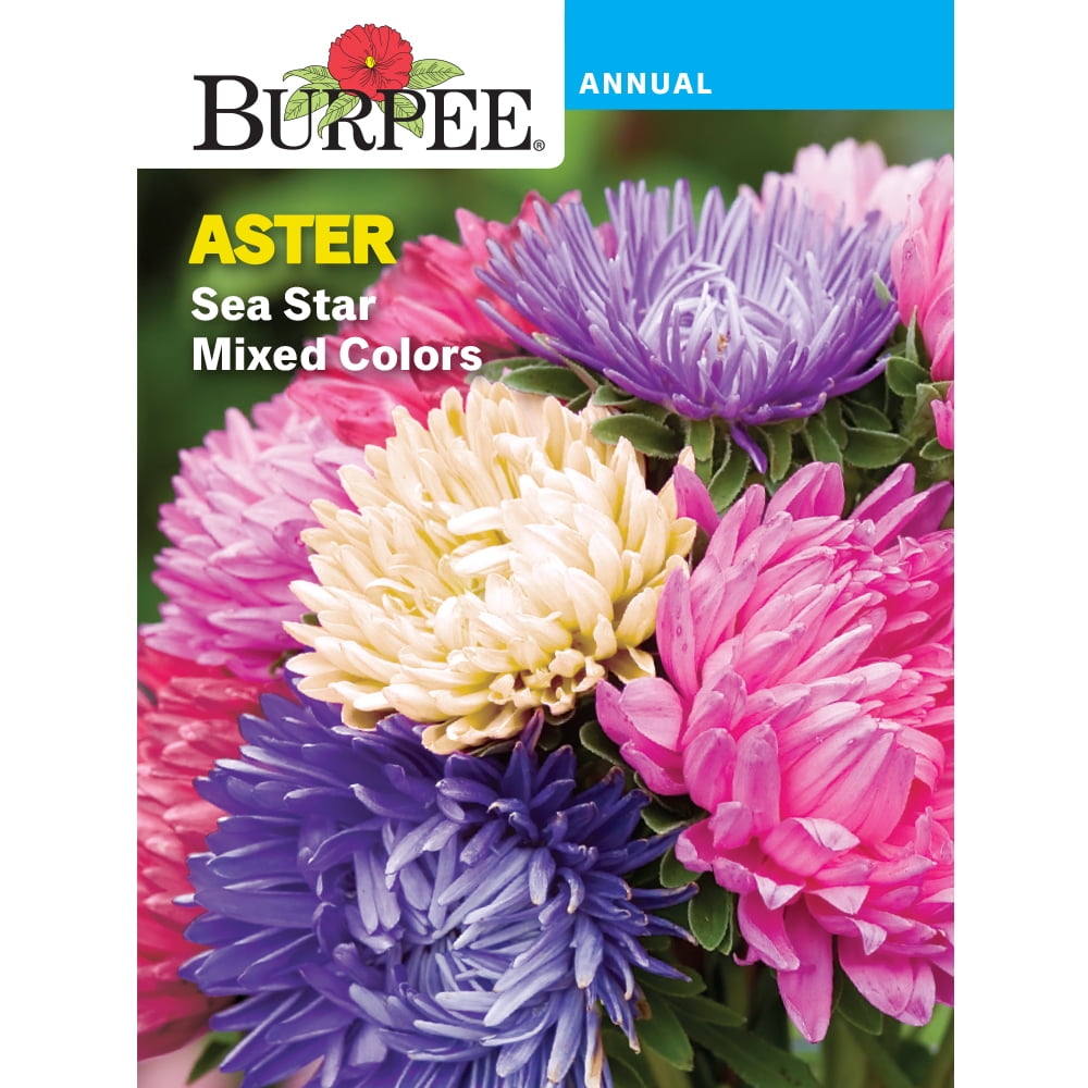 Burpee Sea Star Mixed Colors Aster - Walmart.com