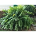 Macho Fern Live Plant in a 10 inch Pot 3 Gallon Nephrolepsis