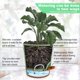 thumbnail image 4 of round plastic flowers with automatic watering system with saucer, 4 of 4