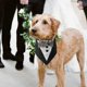thumbnail image 5 of Esmoquin para perros grandes, regalo de compromiso, traje de boda para perros con pajarita, vestido de novia de esmoquin para perros, pañuelo, L, 5 of 5