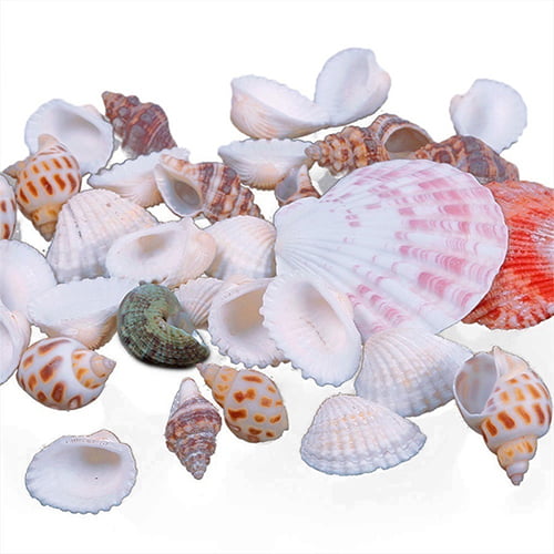 WFPLUS 200+pcs Sea Shells Mixed Ocean Beach Seashells, Various Sizes Natural Seashells Starfish for Fish Tank, Home Decorations, Beach Theme Party, CA