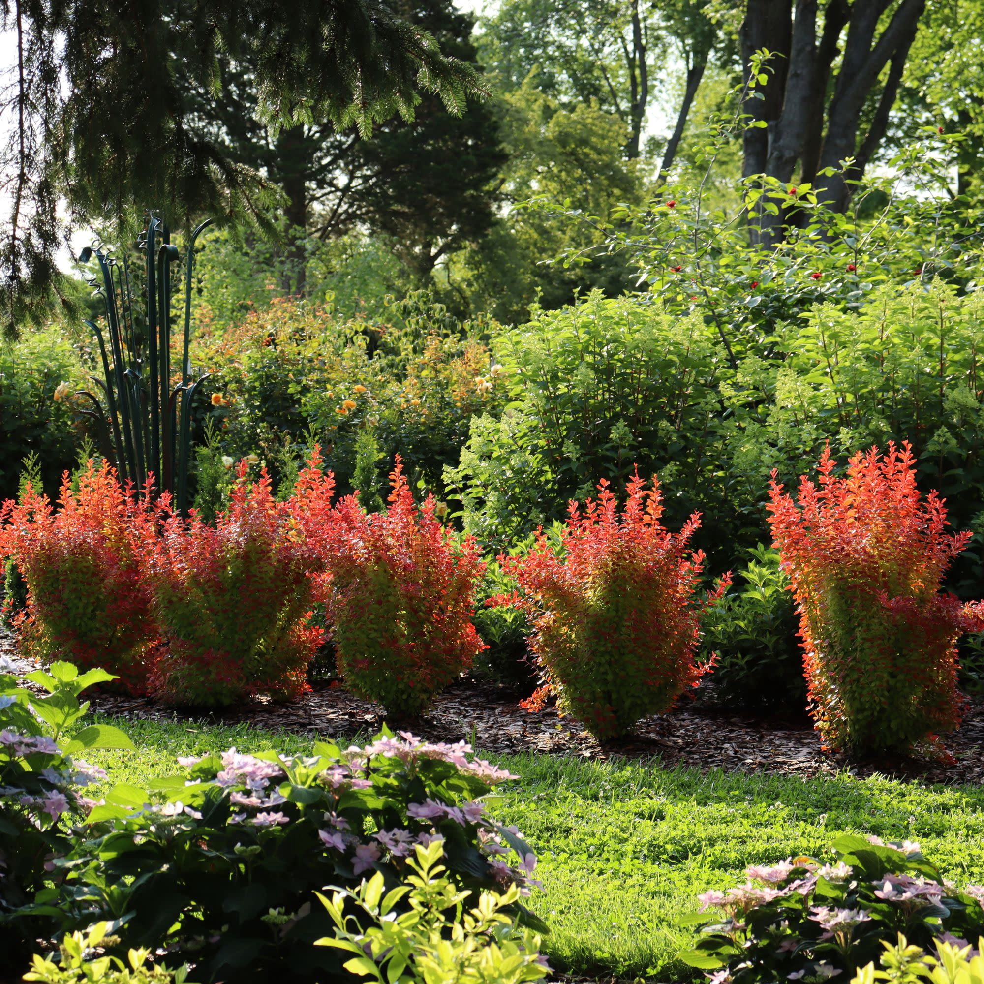 Proven Winners ColorChoice 5" Orange Sunjoy Orange Pillar Barberry Live Plant in 4.5" Pot (4 Count)