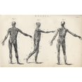 thumbnail image 1 of Posterazzi DPI1861894LARGE Structure of Muscles In Male Human Body From the National Encyclopaedia Published by William Mackenzie London Late 19th Poster Print, 36 x 22, 1 of 1