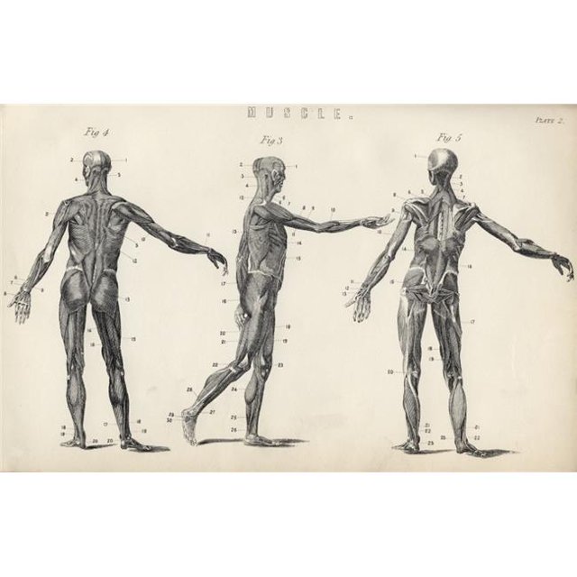 Posterazzi DPI1861894LARGE Structure of Muscles In Male Human Body From the National Encyclopaedia Published by William Mackenzie London Late 19th Poster Print, 36 x 22