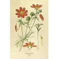 thumbnail image 2 of Anonymous 11x14 Gold Ornate Wood Framed with Double Matting Museum Art Print Titled - Cosmos Bipinnatus, 2 of 4