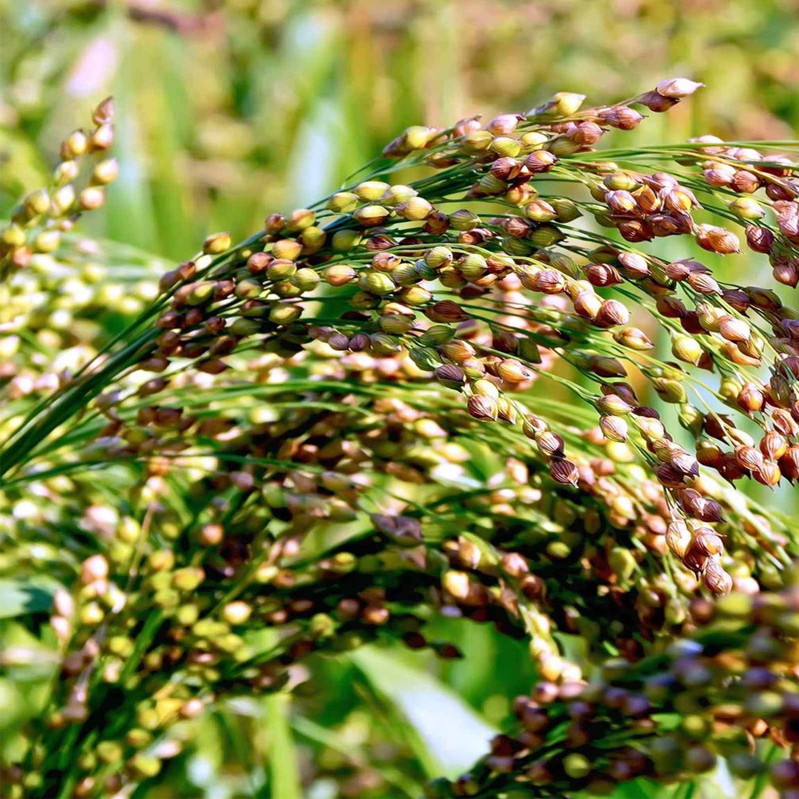 Sorghum Broom Corn Red Head    1,000 seeds  Need More Ask 