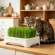 thumbnail image 5 of Maceta hidropónica para hierba de gato: kit de cultivo de hierba de trigo sin tierra para gatos de interior, snack saludable para el control de bolas de pelo, pequeño recipiente para el alféizar de l, 5 of 6