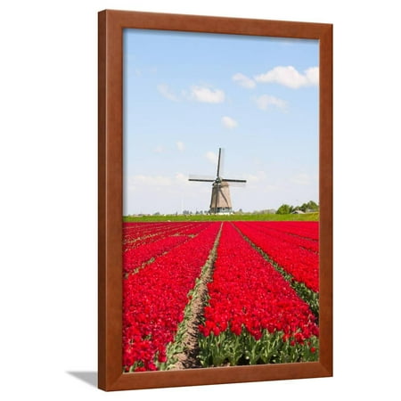 Tulips and Windmill  Framed Print Wall Art  By ErikdeGraaf 