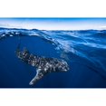 thumbnail image 3 of Gabriel, Barathieu 14x11 Black Modern Framed Museum Art Print Titled - Whale Shark On Split Level, 3 of 5