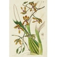 thumbnail image 2 of Ridgeway 17x24 White Modern Wood Framed Museum Art Print Titled - Spring Orchid II, 2 of 4