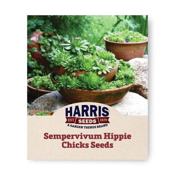 Harris Seeds - Sempervivum Hippie Chicks Seeds - Green And Purple Colors - 500 Seeds