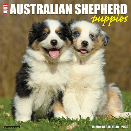 Australian Shepherd Puppies 2026 Wall Calendar