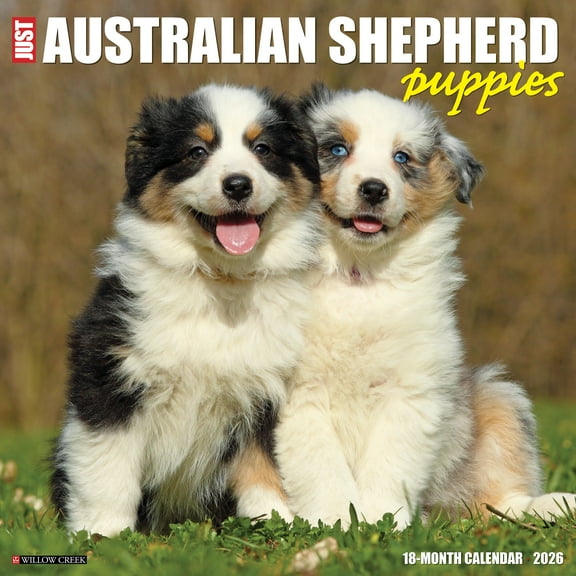 Australian Shepherd Puppies 2026 Wall Calendar