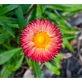 thumbnail image 5 of TomorrowSeeds - Pink Paper Daisy Seeds - 500+ Count - For 2025 Planting Everlasting Sunray Rhodanthe, 5 of 9