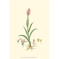 thumbnail image 3 of Curtis 18x24 Black Modern Framed Museum Art Print Titled - Curtis Garden I, 3 of 5