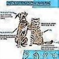 thumbnail image 2 of Pet Dog Brush Cat Brush, Pet Bru, H Remover Pet Brush For H And Shorth, Clean Pet H From Button, 2 of 3
