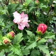thumbnail image 5 of Peppermint Smoothie Rose of Sharon Hibiscus syriacus, Vibrant Blooms, Pollinator Friendly, Deciduous Shrub, Garden Border, Container Plant, Non-Toxic Pet 5 Gallon, 5 of 14