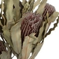 thumbnail image 4 of Vickerman 12" Natural Pink Banksia Menzi Flower with Stem. Includes 3 Stems per Pack, Dried, 4 of 5