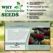 Outsidepride 1000 Cockscomb Plant Seeds, Vibrant Colors