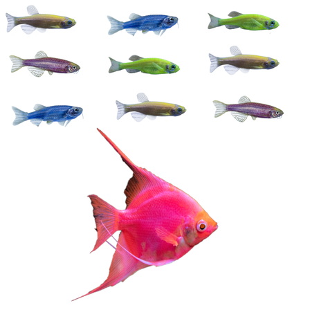 GloFish® Starfire Red® Angelfish and Danio Combo