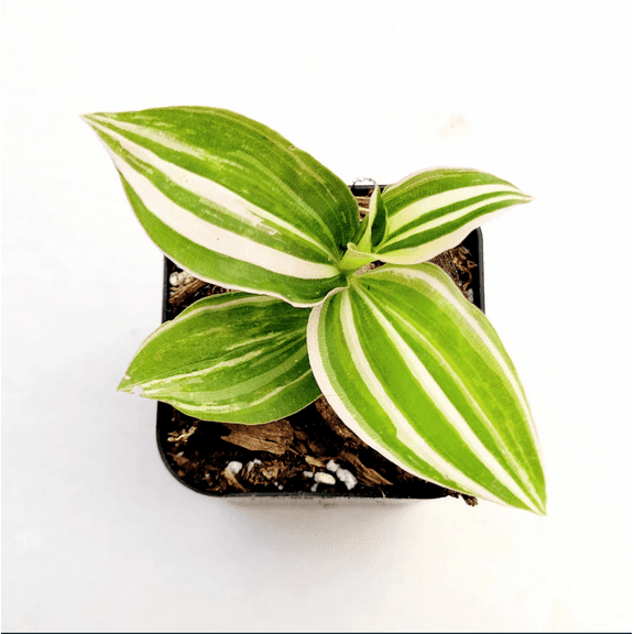 Tradescantia Fluminensis 'Lavender' Variegata Wandering Dude Houseplant Succulent Live Plant 2 Inch for Indoor Outdoor Home Office Garden Decor