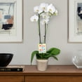 thumbnail image 3 of 5" White & Yellow Orchid in White Jute Planter – Proud of You, 3 of 5