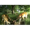 thumbnail image 2 of Trophy Rock Redmond All-Natural Mineral Rock/Salt Lick, Attract Deer and Big Game (7 lb), 2 of 6