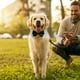 thumbnail image 4 of Ajustable perro corbata de cuello del perro con el perro negro corbata de boda formal para perros pequeños medianos grandes lazo de solapa, 4 of 7