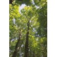 thumbnail image 2 of Majchrowicz, Alan 23x32 White Modern Wood Framed Museum Art Print Titled - Hardwood Forest Canopy I, 2 of 4